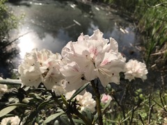 Rhododendron pseudochrysanthum