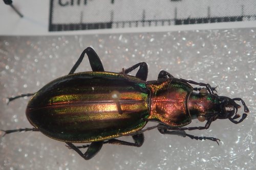 Carabus basilicus basilicus