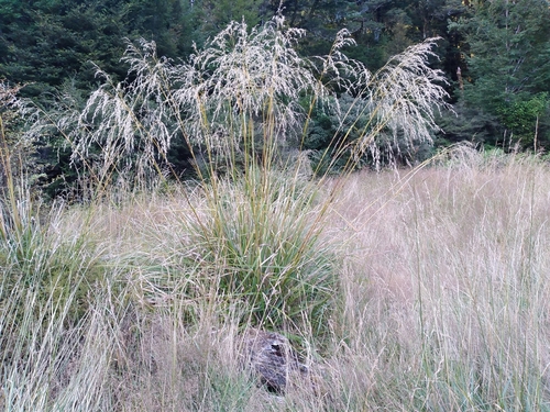 Chionochloa conspicua