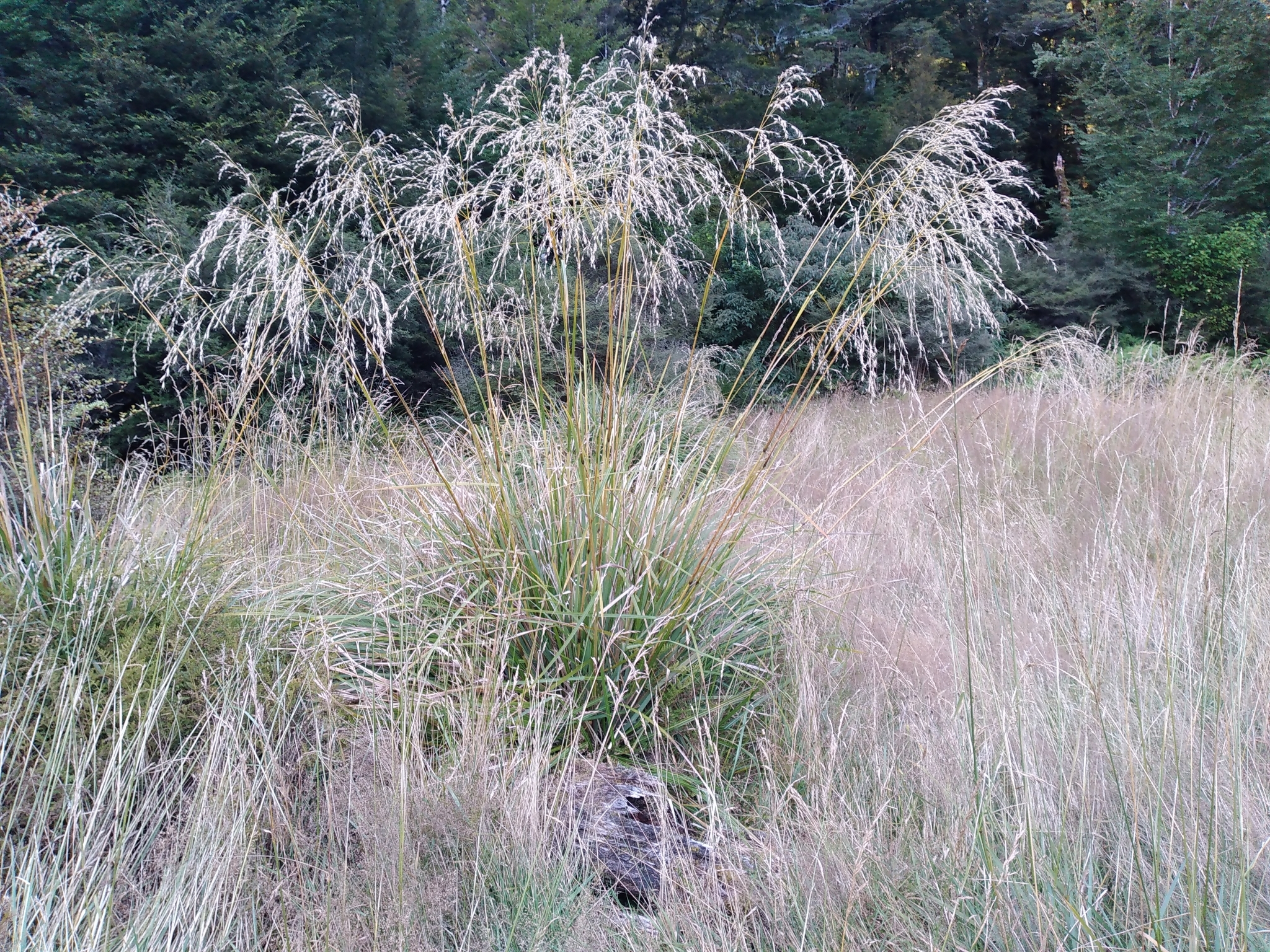 Chionochloa conspicua