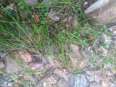 Juncus novae-zelandiae