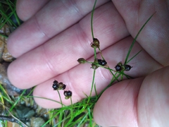 Juncus novae-zelandiae
