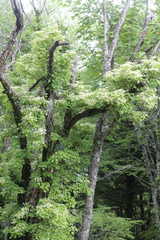 Hydrangea petiolaris