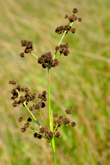 Juncus punctorius