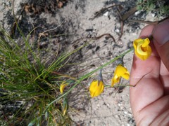 Lebeckia pauciflora