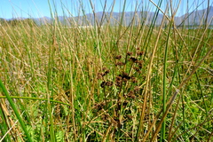 Juncus punctorius