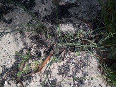 Lebeckia pauciflora