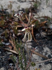 Pelargonium trifoliolatum