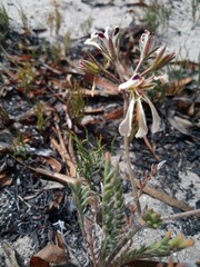 Pelargonium trifoliolatum