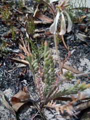 Pelargonium trifoliolatum