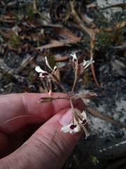 Pelargonium trifoliolatum