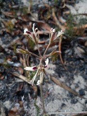 Pelargonium trifoliolatum