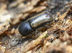 Trypodendron domesticum