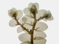 Frullania trinervis