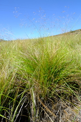 Eragrostis planiculmis