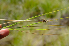 Eragrostis planiculmis