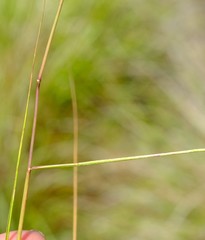 Eragrostis planiculmis