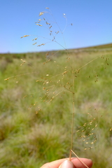Eragrostis planiculmis