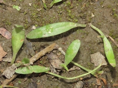 Ophioglossum thermale