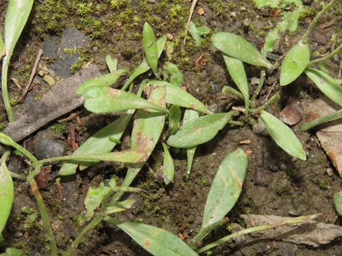 Image of Ophioglossum thermale by (c) chiuluan, some rights reserved (CC BY)