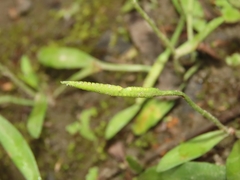 Ophioglossum thermale