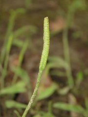 Ophioglossum thermale