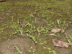 Ophioglossum thermale