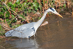 Ardea cinerea