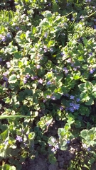 Glechoma hederacea