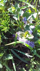 Glechoma hederacea