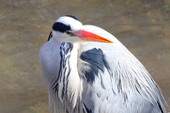 Ardea cinerea