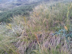 Aciphylla anomala