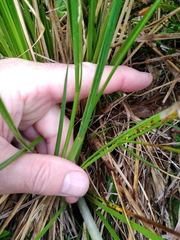 Aciphylla anomala