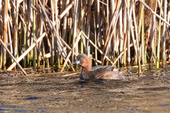 Tachybaptus ruficollis
