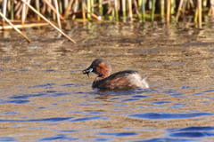 Tachybaptus ruficollis