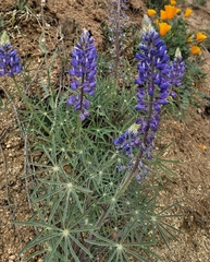 Lupinus benthamii