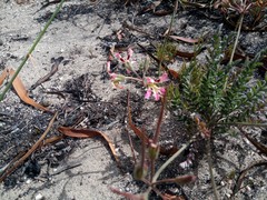 Pelargonium trifoliolatum