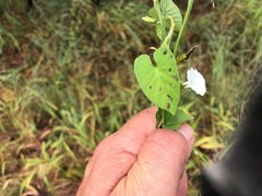 Ipomoea plebeia