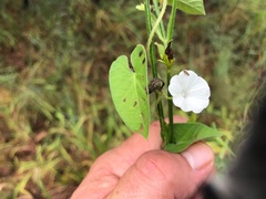 Ipomoea plebeia