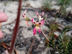 Pelargonium trifoliolatum