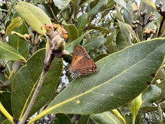 Hypochrysops apelles