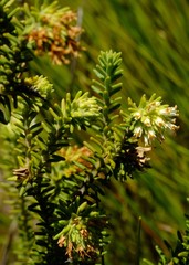 Campylostachys cernua