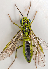 Tenthredo olivacea