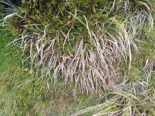Astelia graminea (Astelia graminea)