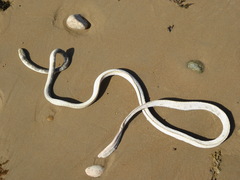 Hydrophis elegans