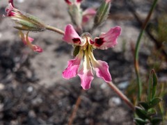 Pelargonium trifoliolatum
