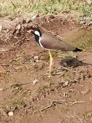 Vanellus indicus