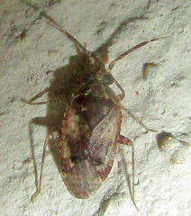 Cylapinae