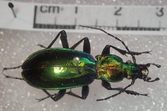 Carabus splendens