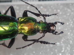 Carabus splendens